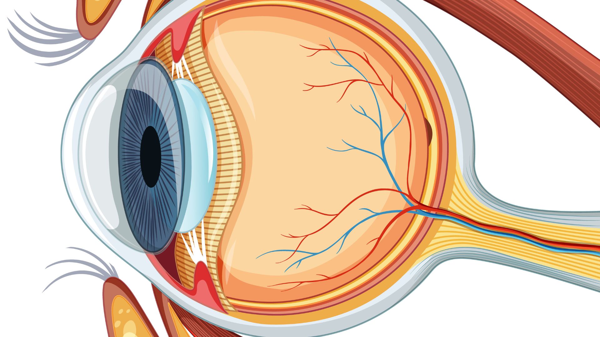Conheça a anatomia do olho humano